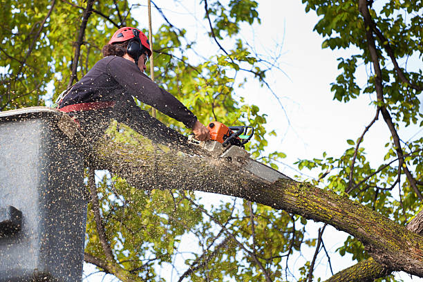 Best Hazardous Tree Removal  in Commercial Point, OH